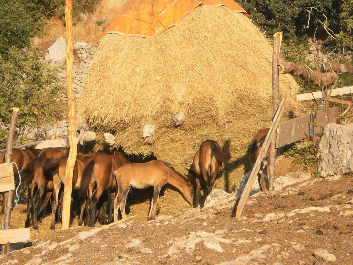 Apartmani Lucija1897 Starigrad Paklenica Exterior foto